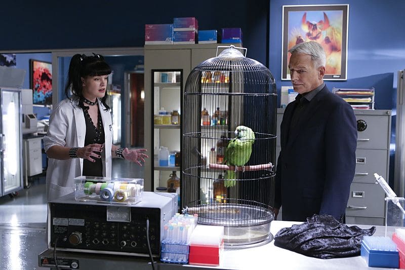 "Privileged Information" -- When the NCIS team investigates a marine sergeant's tragic fall from a building, her doctor, Grace Confalone (Laura San Giacomo), confides in Gibbs and suggests he treat it as a murder investigation. Also, Torres searches for a place to live, on NCIS, Tuesday, Oct. 4 (8:00-9:00 PM, ET/PT), on the CBS Television Network. Pictured: Pauley Perrette, Mark Harmon Photo: Sonja Flemming/CBS é2016 CBS Broadcasting, Inc. All Rights Reserved