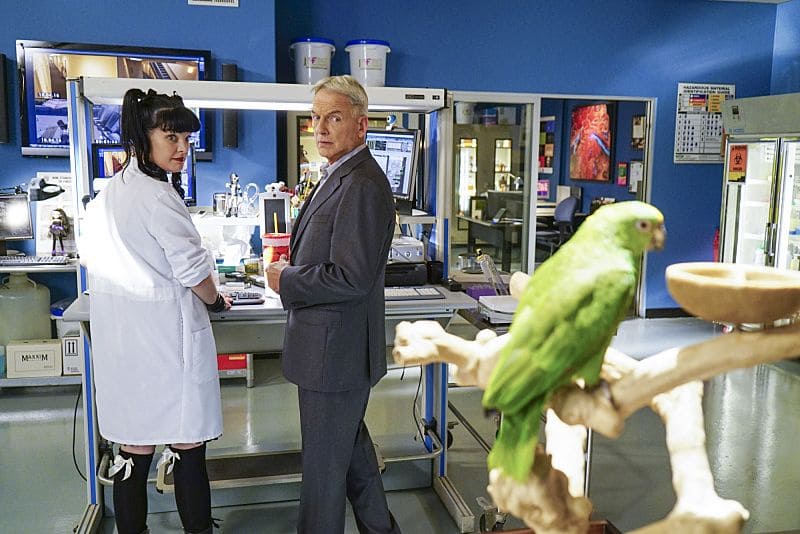 "Privileged Information" -- When the NCIS team investigates a marine sergeant's tragic fall from a building, her doctor, Grace Confalone (Laura San Giacomo), confides in Gibbs and suggests he treat it as a murder investigation. Also, Torres searches for a place to live, on NCIS, Tuesday, Oct. 4 (8:00-9:00 PM, ET/PT), on the CBS Television Network. Pictured: Pauley Perrette, Mark Harmon Photo: Sonja Flemming/CBS é2016 CBS Broadcasting, Inc. All Rights Reserved
