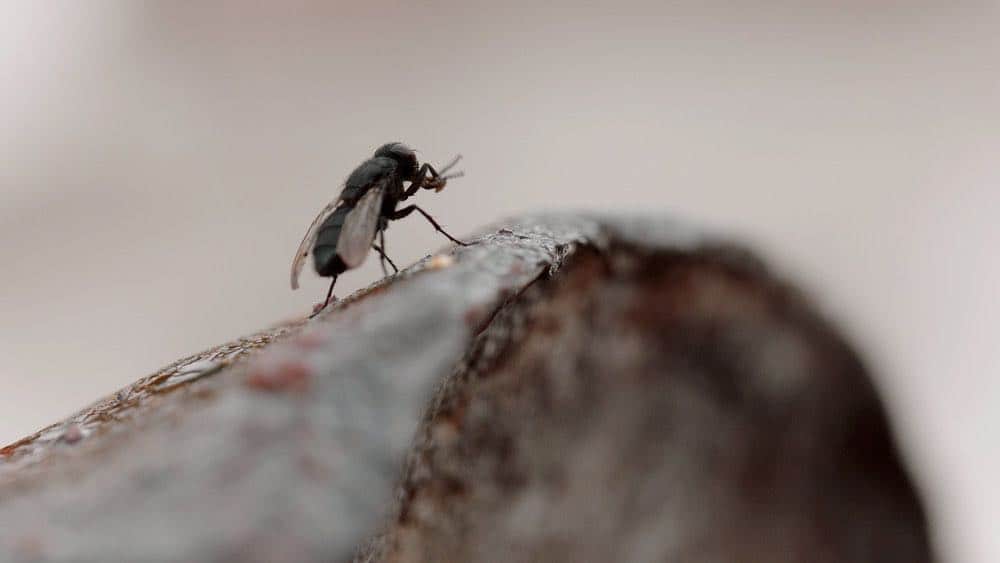CHANNEL ZERO: BUTCHER'S BLOCK -- "Father Time" Episode 202 -- Pictured: Fly -- (Photo by: Syfy)