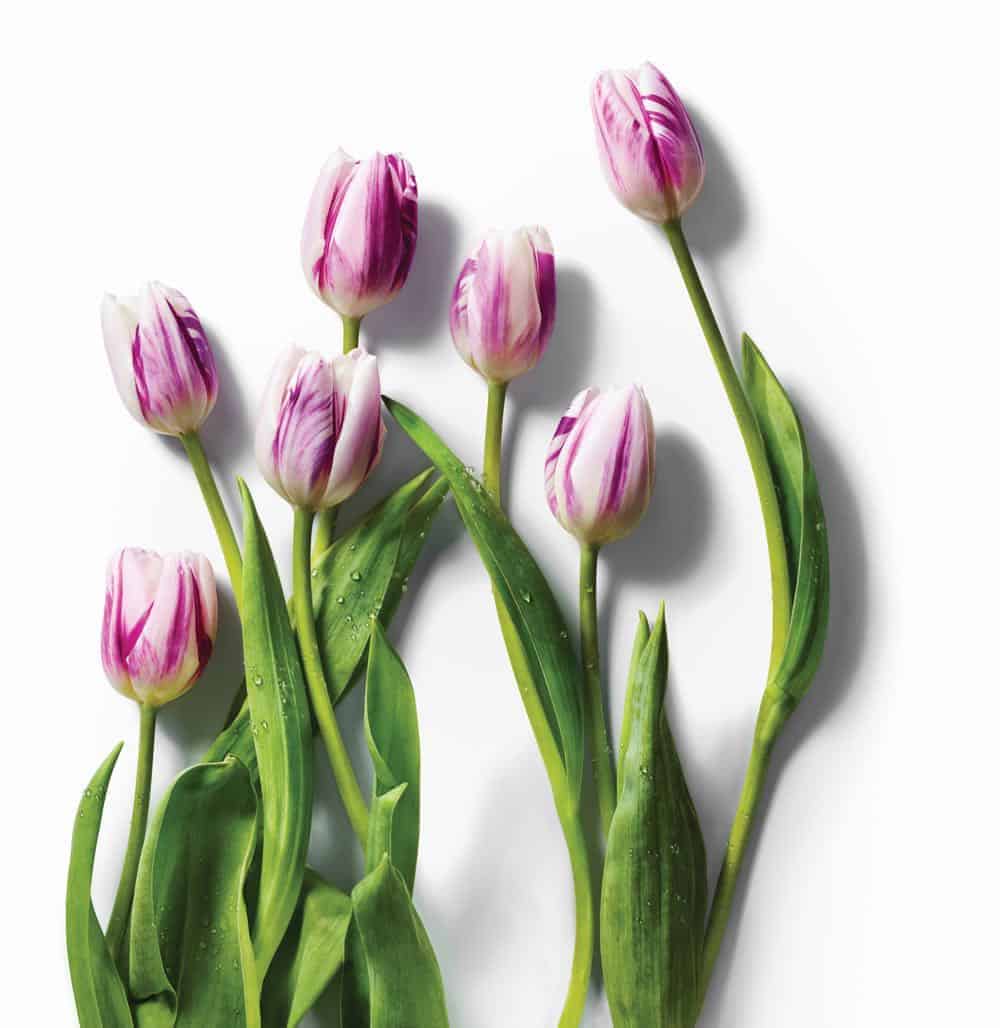 Amazon-Whole-Foods-Tulips